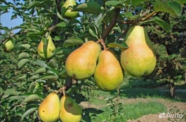 Груша домашняя