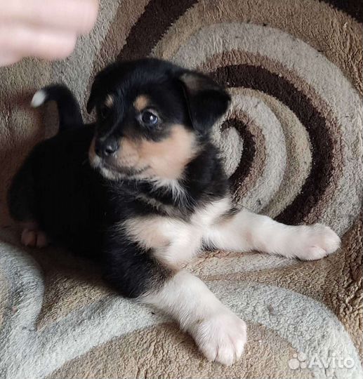 Мальчик в дар 1,5 мес