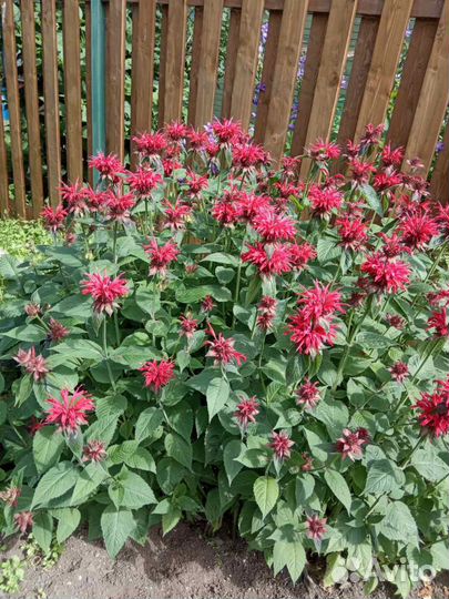 Рассада многолетних садовых цветов