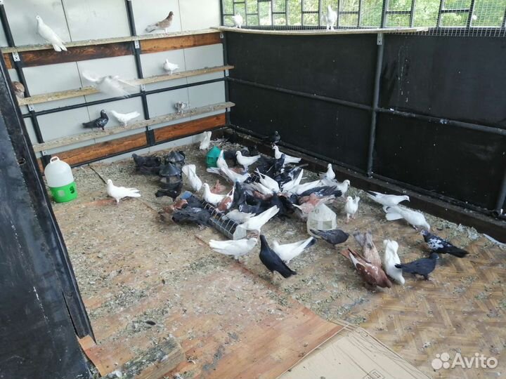 Голуби бакинские бойные