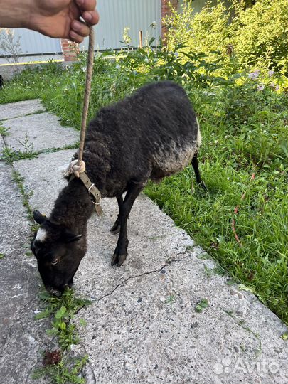 Продам овец,дорпер,романовская