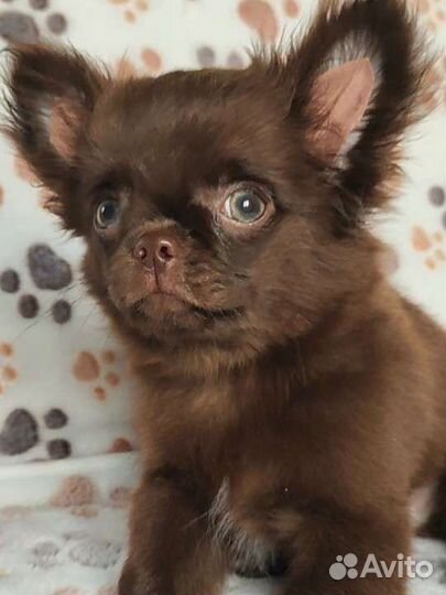 Чихуахуа Медвежата