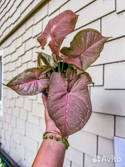 Сингониум пинк неон