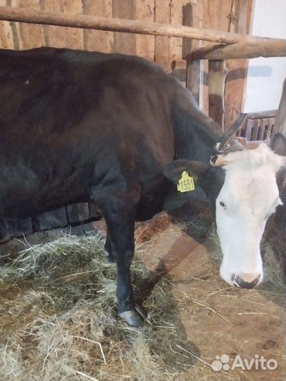 Корова стельная