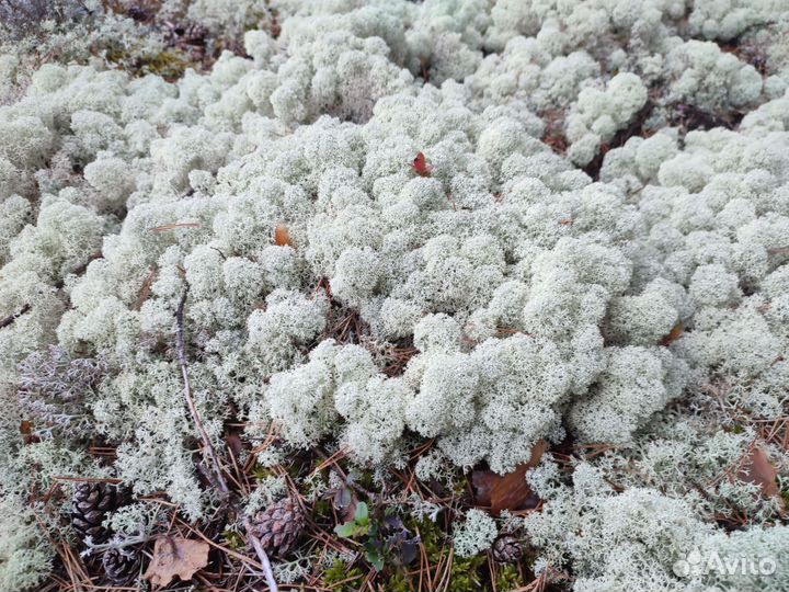 Мох ягель живой