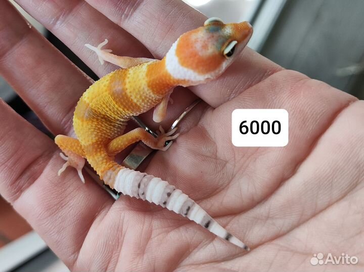 Эублефар малыши