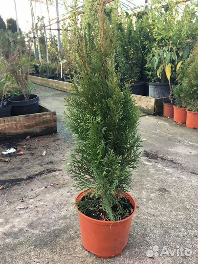 Туя Смарагд