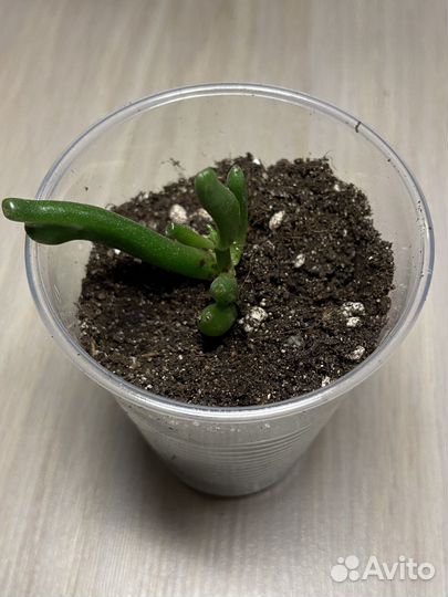 Крассула толстянка денежное дерево