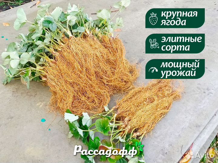 Рассада клубники. Опт от 64 шт