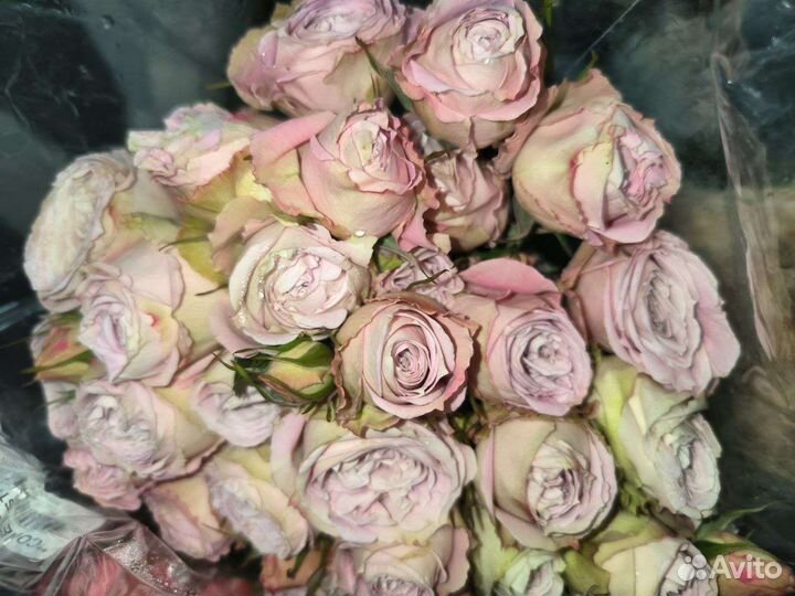 Кустовые розы