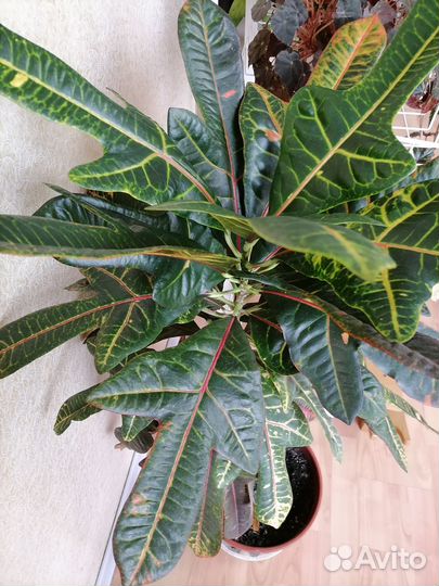 Кодиеум кротон