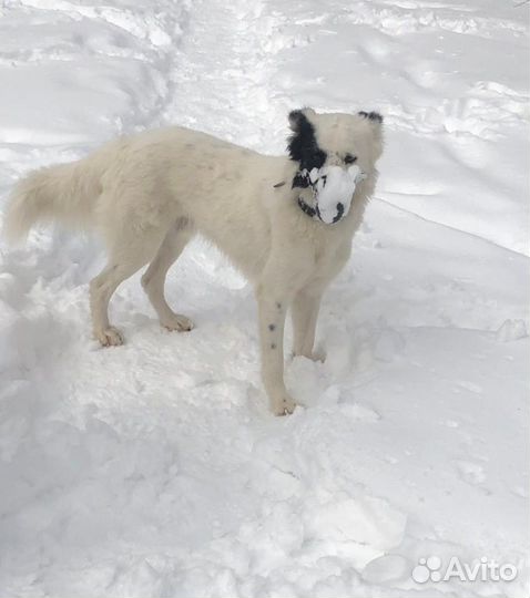 Белый пушистый пес ищет хозяина