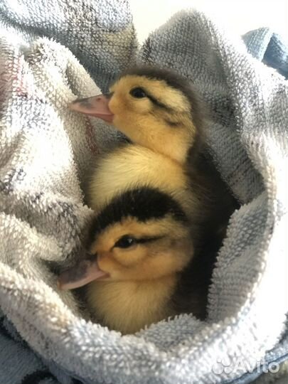 Индоутка мускусная утка