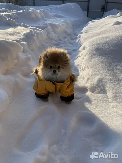 Куртка для собак мелких пород