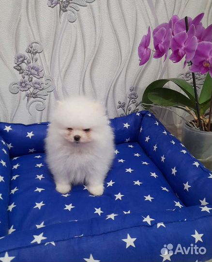 Померанский шпиц