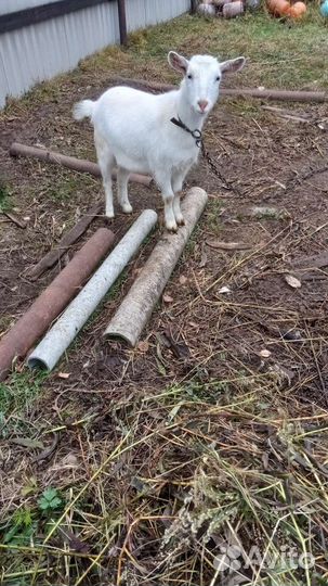 Зааненские козы дойные