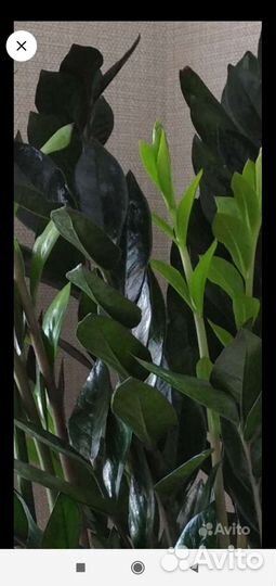 Замиокулькас сорт Супер Нова