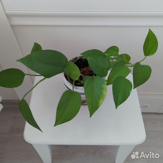 Цветок - живой очиститель воздуха