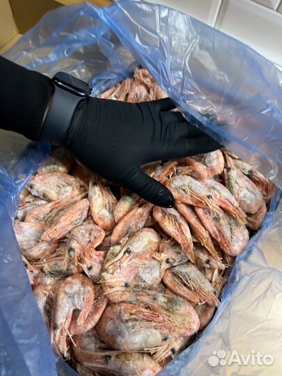 Креветка северная