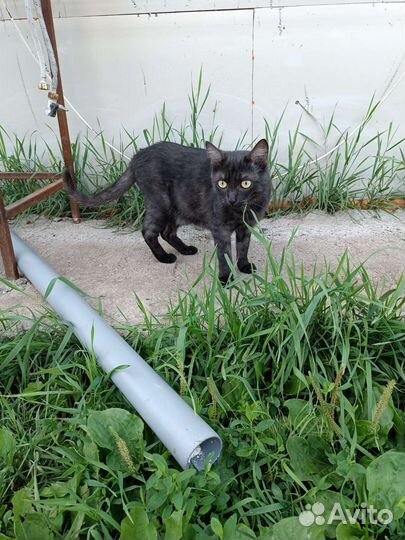 Кошечка в дар