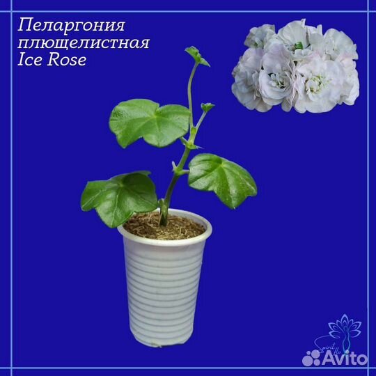 Пеларгония герань сортовая