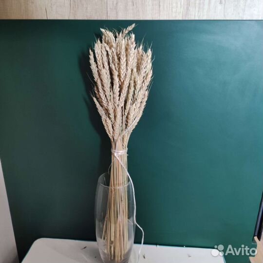 Пшеница, рожь