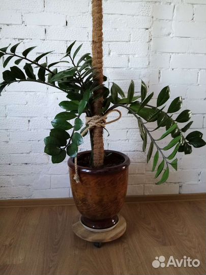 Замиокулькас