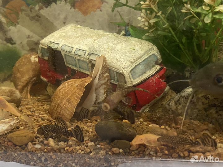 Рыба Анциструс