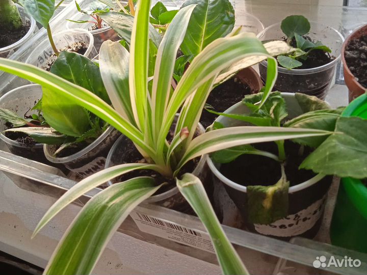 Хлорофитум в новом горшке