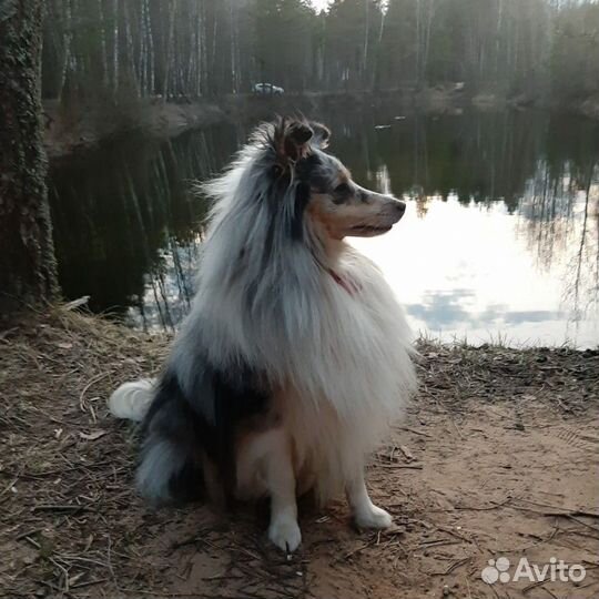 Кобель для вязки