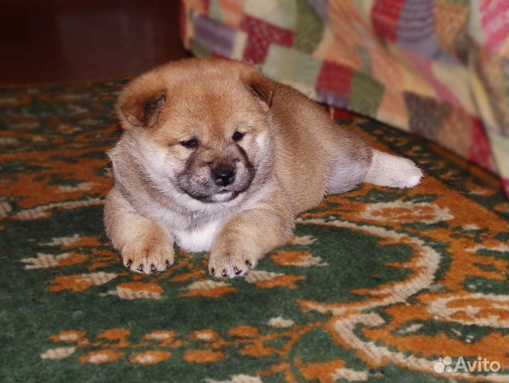 Щенки сиба ину