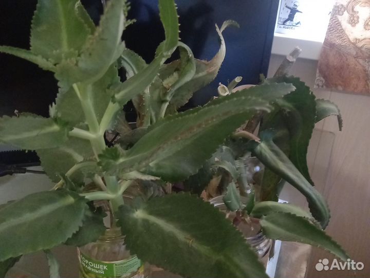 Каланхоэ лечебное