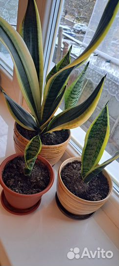 Комнатные растения