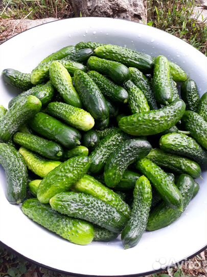 Огурцы и помидоры