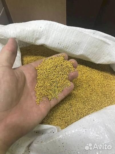 Горчица / Семена горчицы