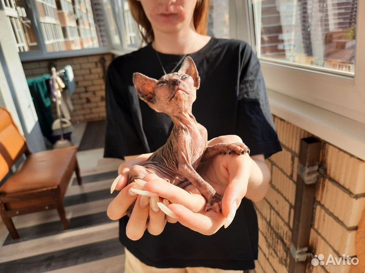 Котята канадского сфинкса