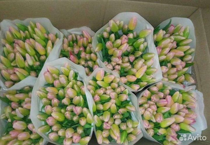 Тюльпаны Оптом