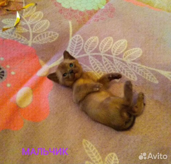 Котята европейской бурмы