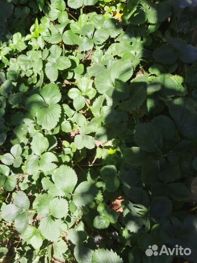 Рассада клубники ремонтантной