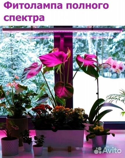 Фитолампа для растений