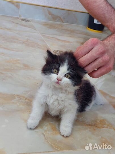 Кошка в дар