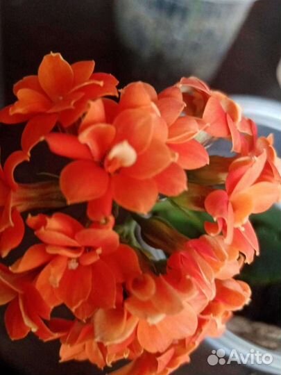Каланхое цветущее оранжевое