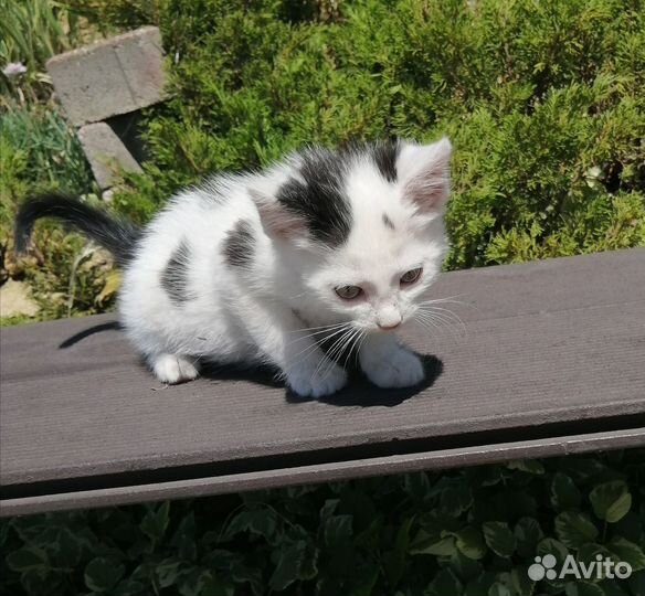 Милашка кошечка ищет дом