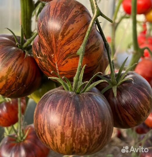 Семена томатов и перцев. Скоро закончится