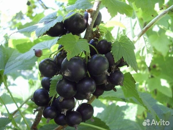 Смородина чёрная Гулливер саженцы