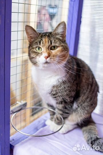 Ласковая кошечка в добрые руки