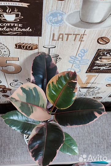 Фикус эластика белиз