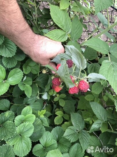 Рассада Малины