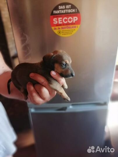 Щенки таксы и другие породы