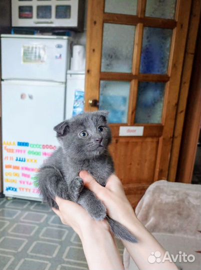 Ангел-хранитель